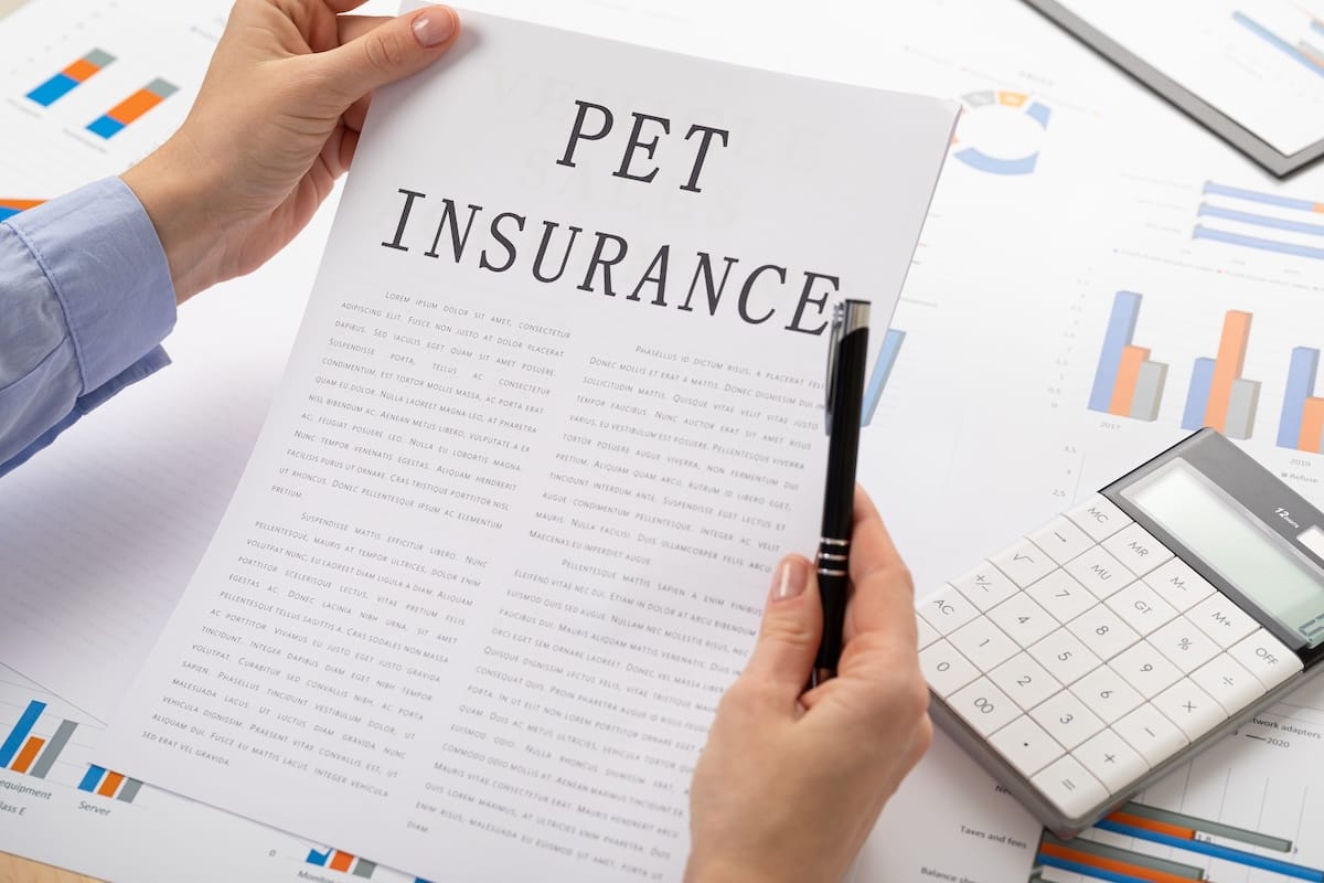 seguro para mascotas